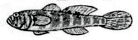 Gammogobius steinitzi